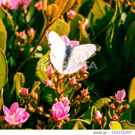 Cabbage White Butterfly on Indian Hawthorn Flowers in a Lush Garden 124172207