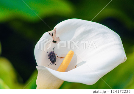Beetle on White Calla Lily Nature Macro Photography Beetle on White Calla Lily Nature Macro Photography 124172223