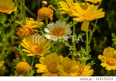 Wild Yellow Flowers in a Sunlit Field Wild Yellow Flowers in a Sunlit Field 124172224