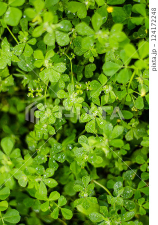 Lush Green Clover Leaves with Dew Drops Nature Macro Photography 124172248