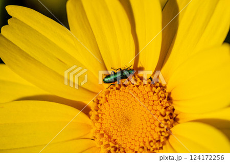 Metallic Green Beetle on a Yellow Flower in Macro 124172256