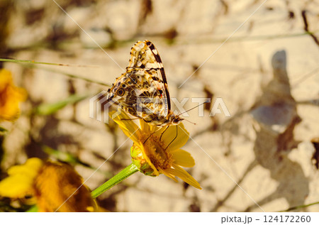 Painted Lady Butterfly on Yellow Wildflower in Sunlight Painted Lady Butterfly on Yellow Wildflower in Sunlight 124172260
