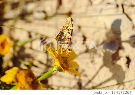 Painted Lady Butterfly on Yellow Wildflower in Sunlight 124172267