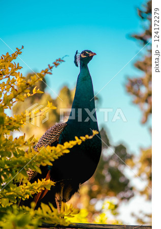 Peacock Peeking Through Yellow Blossoms Exotic Wildlife Shot Peacock Peeking Through Yellow Blossoms Exotic Wildlife Shot 124172279