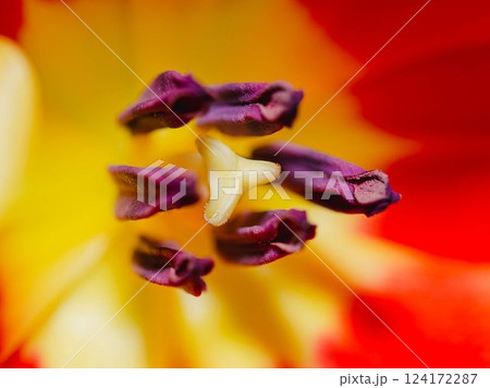Tulipa spp Stamen in Macro Photography Vivid Floral Close Up Tulipa spp Stamen in Macro Photography Vivid Floral Close Up 124172287