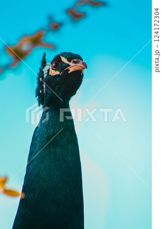 Majestic Peacock Portrait Against Blue Sky Wildlife Close Up Majestic Peacock Portrait Against Blue Sky Wildlife Close Up 124172304