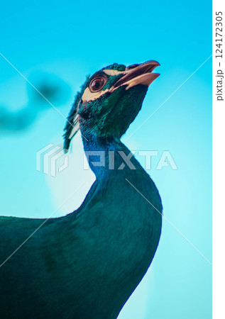Blue Peacock Portrait with Sky Background Stunning Wildlife Image Blue Peacock Portrait with Sky Background Stunning Wildlife Image 124172305