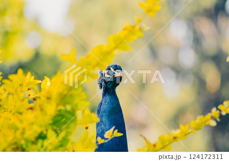 Peacock Behind Yellow Flowers nVibrant Wildlife Photography 124172311