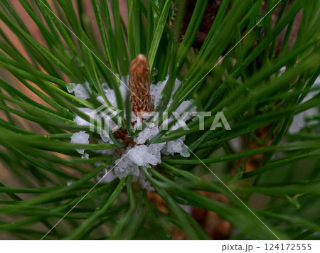 常緑針葉樹マツ科アカマツの冬芽  124172555