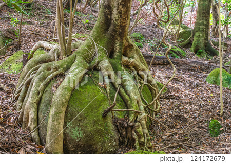 巨岩を掴む巨木　世界自然遺産屋久島の森(夏 124172679