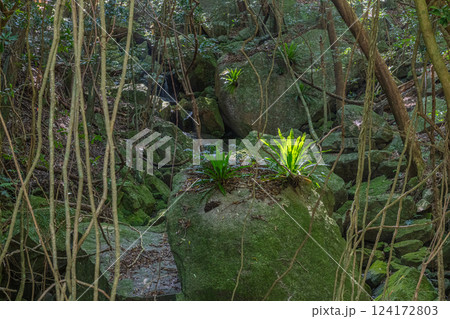 世界自然遺産屋久島の森(夏　オオタニワタリ 124172803