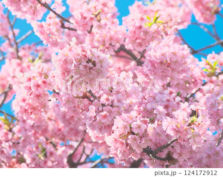 青空を背景に鮮やかに咲く河津桜 自然風景(2025年3月) 青空を背景に鮮やかに咲く河津桜 自然風景(2025年3月) 124172912