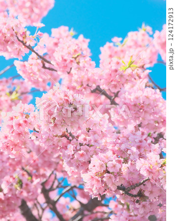青空を背景に鮮やかに咲く河津桜 自然風景(2025年3月) 青空を背景に鮮やかに咲く河津桜 自然風景(2025年3月) 124172913
