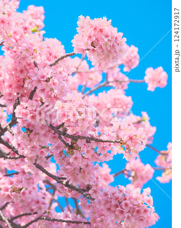 青空を背景に鮮やかに咲く河津桜    自然風景（2025年3月） 124172917