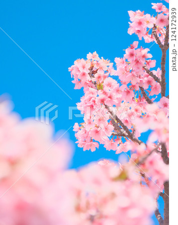 青空を背景に鮮やかに咲く河津桜 自然風景(2025年3月) 青空を背景に鮮やかに咲く河津桜 自然風景(2025年3月) 124172939