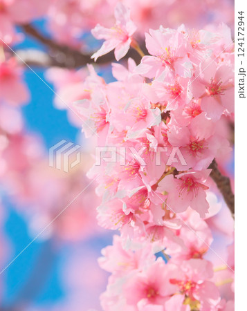 青空を背景に鮮やかに咲く河津桜    自然風景（2025年3月） 124172944