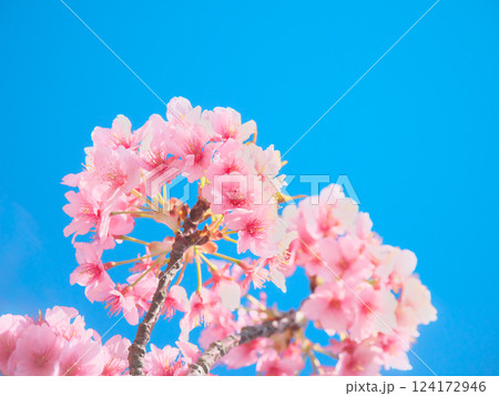 青空を背景に鮮やかに咲く河津桜    自然風景（2025年3月） 124172946