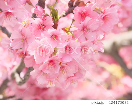 鮮やかに咲く河津桜 　自然風景（2025年3月） 124173082