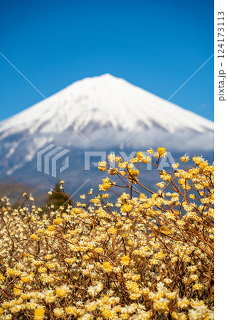 【静岡県】白糸自然公園のミツマタの花と富士山 124173113
