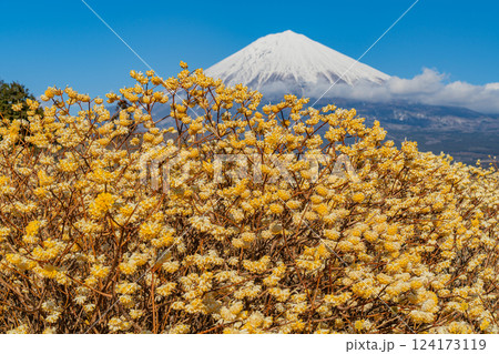 【静岡県】白糸自然公園のミツマタの花と富士山 【静岡県】白糸自然公園のミツマタの花と富士山 124173119