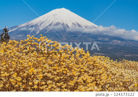 【静岡県】白糸自然公園のミツマタの花と富士山 【静岡県】白糸自然公園のミツマタの花と富士山 124173122