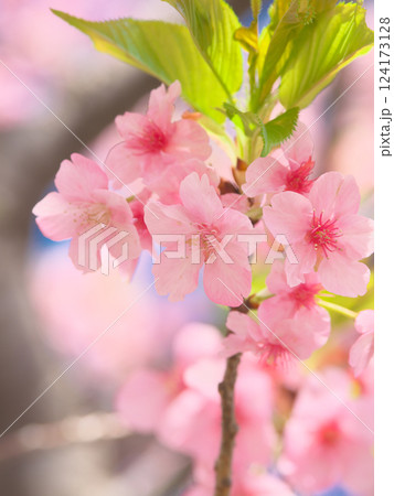 鮮やかに咲く河津桜 　自然風景（2025年3月） 124173128