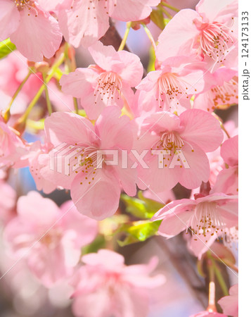 鮮やかに咲く河津桜 自然風景(2025年3月) 鮮やかに咲く河津桜 自然風景(2025年3月) 124173133