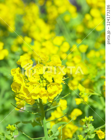 鮮やかに咲く菜の花 　自然風景（2025年3月） 124173286