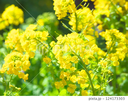 鮮やかに咲く菜の花 自然風景(2025年3月) 鮮やかに咲く菜の花 自然風景(2025年3月) 124173303