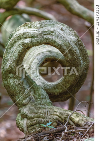 巨大蔦カズラ 世界自然遺産屋久島の森(夏 巨大蔦カズラ 世界自然遺産屋久島の森(夏 124173353