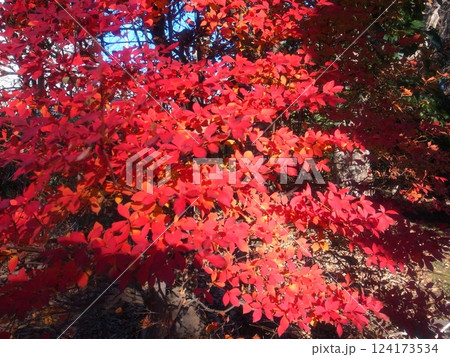 紅葉 124173534