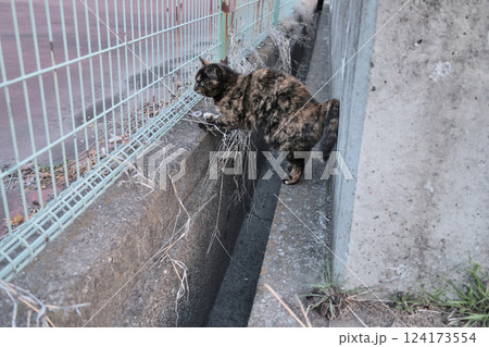 広場で遊ぶさび猫 124173554