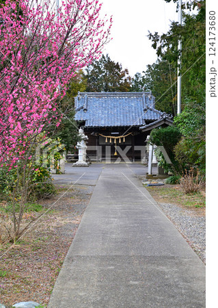 春の訪れ　鴨田八幡神社　拝殿　川越市 124173680