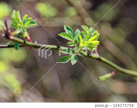 バラ科の落葉つる性低木 ノイバラの新葉 124173738