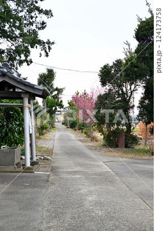 鴨田八幡神社　春の参道　川越市 124173758