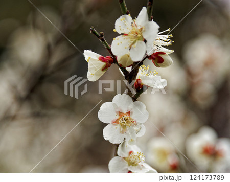 バラ科 白梅の開花 バラ科 白梅の開花 124173789