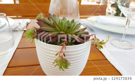 Succulent in the white ceramic vase on dinner table 124173839
