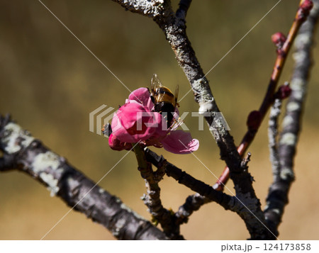 紅梅開花  バラ科の園芸品種  124173858