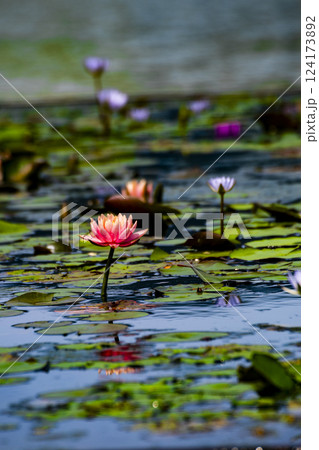 ハス スイレン 蓮 124173892