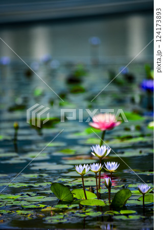 ハス スイレン 蓮 124173893