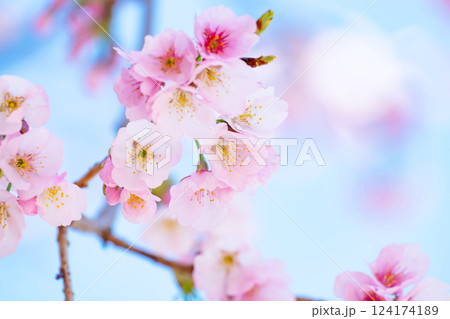 開花したばかりの桜 124174189