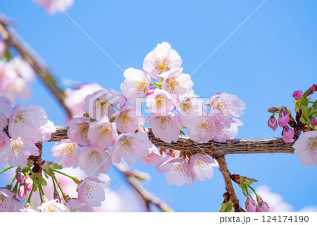 開花したばかりの桜 124174190