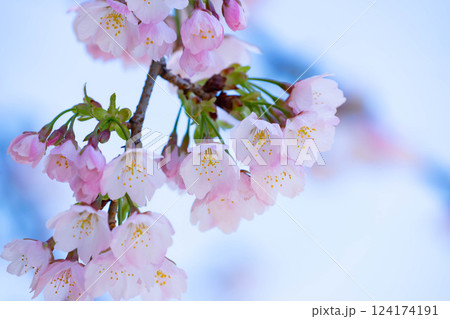 開花したばかりの桜 124174191