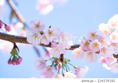 開花したばかりの桜 開花したばかりの桜 124174192
