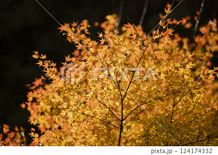 黄金色に輝く紅葉 124174332