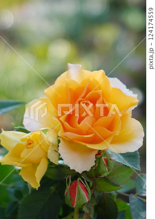 黄色の薔薇 124174559