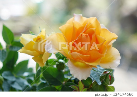 黄色の薔薇 黄色の薔薇 124174560