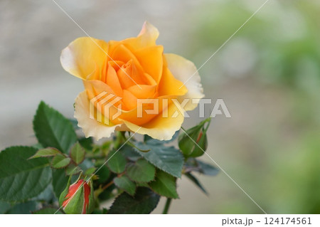 黄色の薔薇 124174561