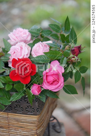 薔薇 薔薇 124174565