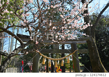わらべ歌発祥の地　梅ほころぶ三芳野神社　川越市 124174612